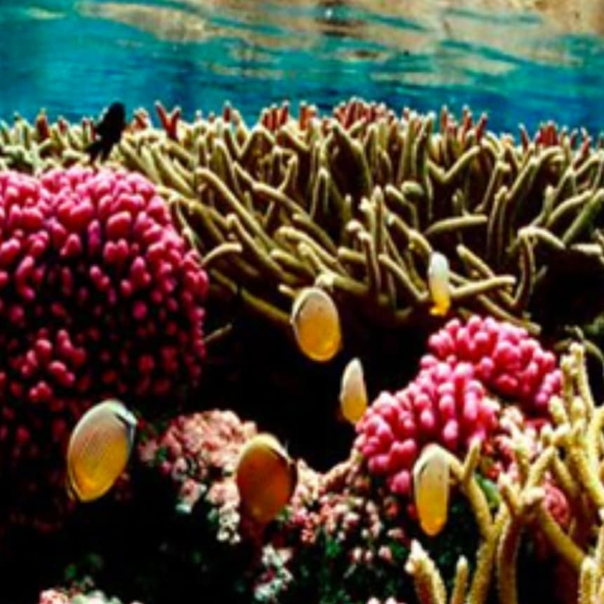 Help to restore coral reefs in Key West